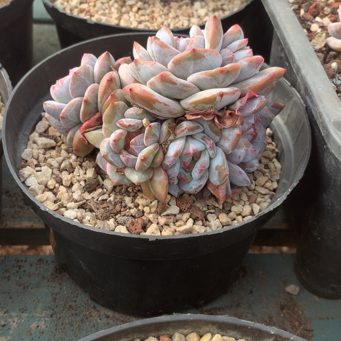 无花朵哈哈哈哈哈哈哈哈31