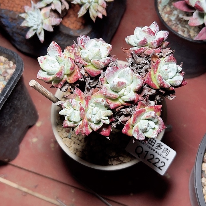 小鹿多少福利多多1222