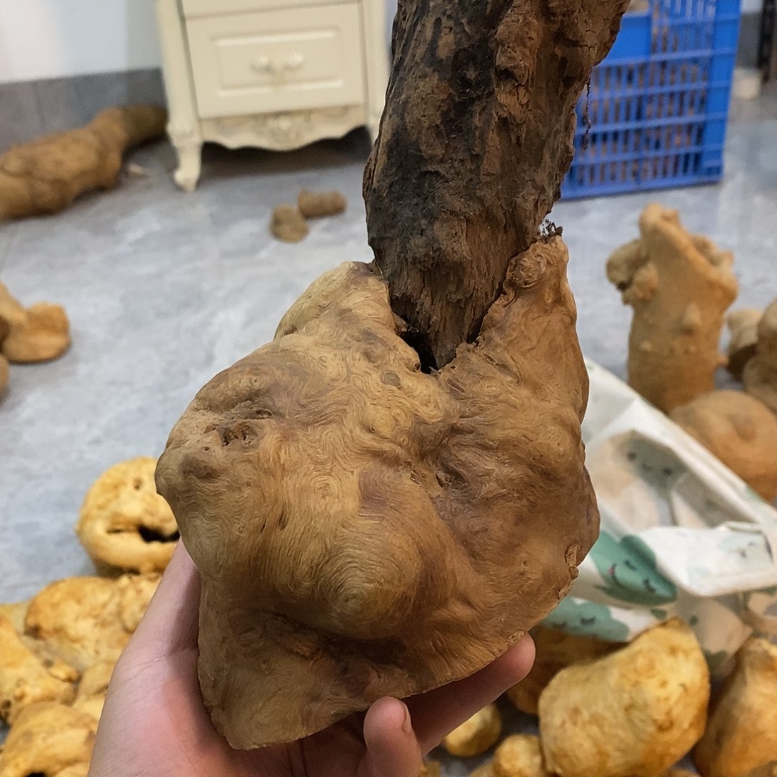 3***治荔枝木荔枝木原料