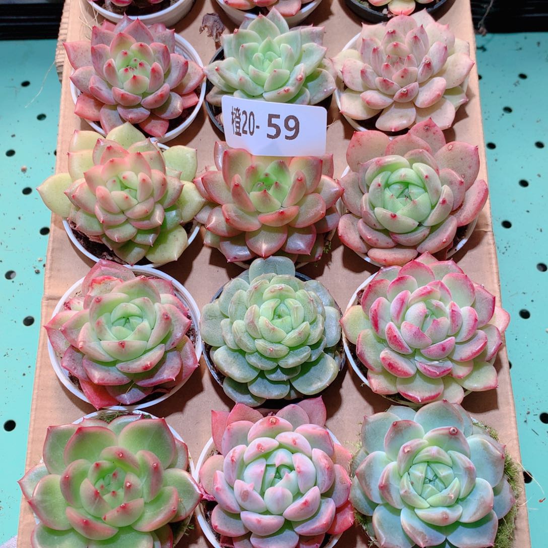 20-59一物一拍多肉带盆18颗