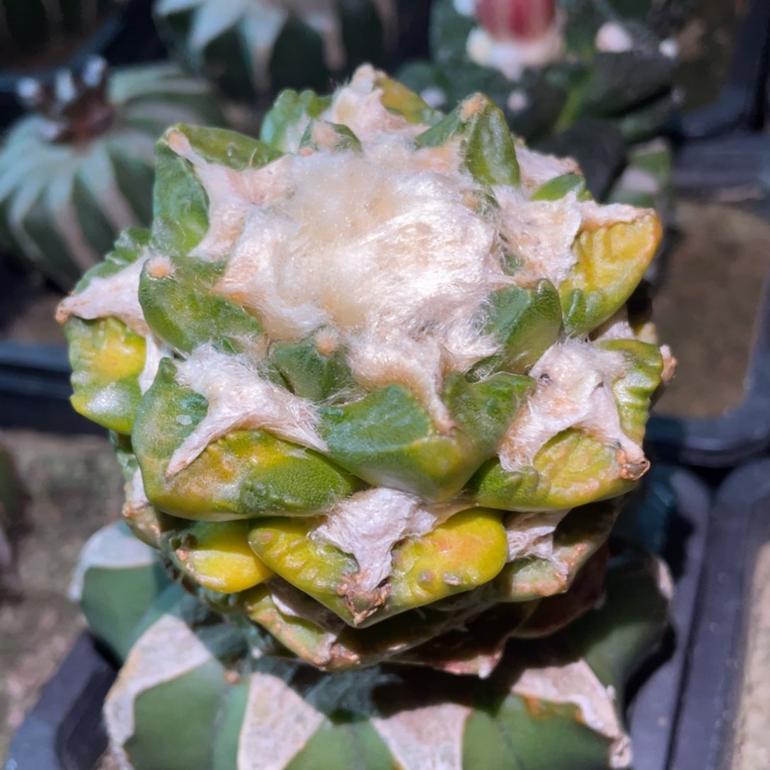 雪顶 塔层 龟甲牡丹锦 仙人球