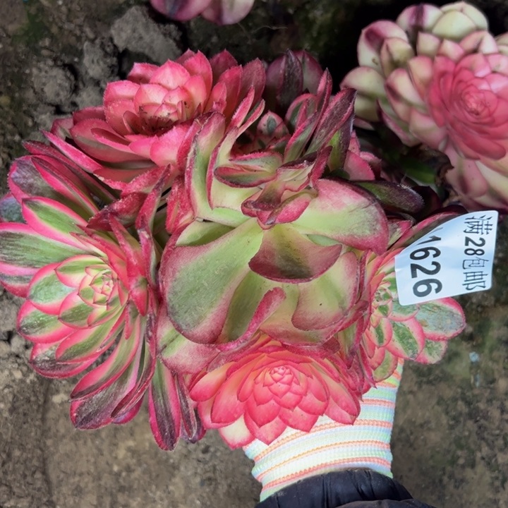 11626南荔枝多肉植物