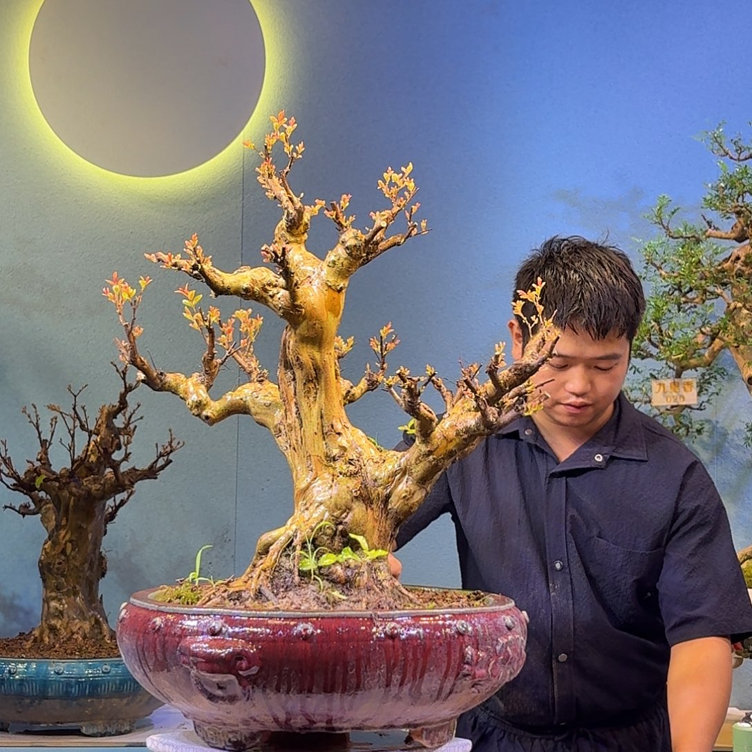 宝***哥无花朵红花紫薇一物一拍