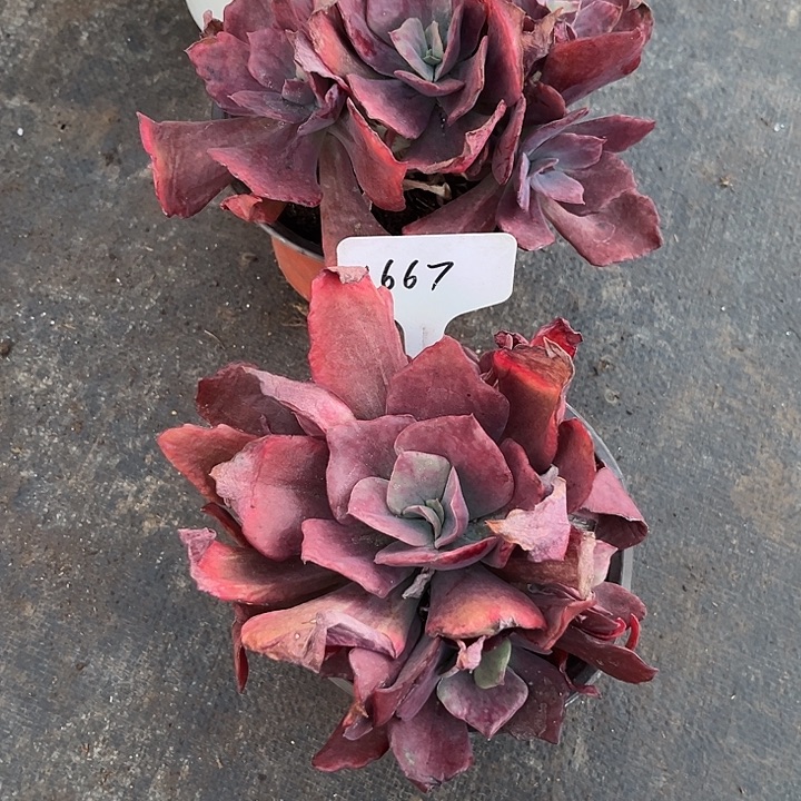 流***云00000000000000000667