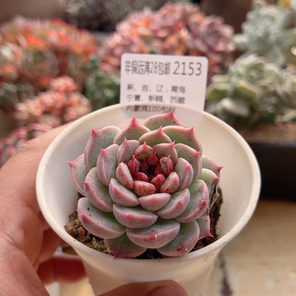 【闪购商品】2153天鹅绒