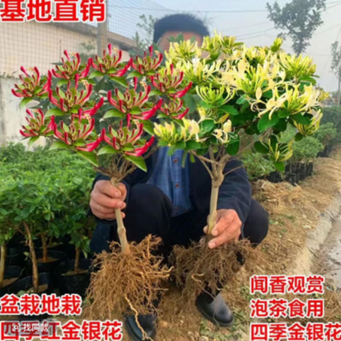 2颗！四季金银花红色金银花盆景浓香大花是用泡水可食用树形