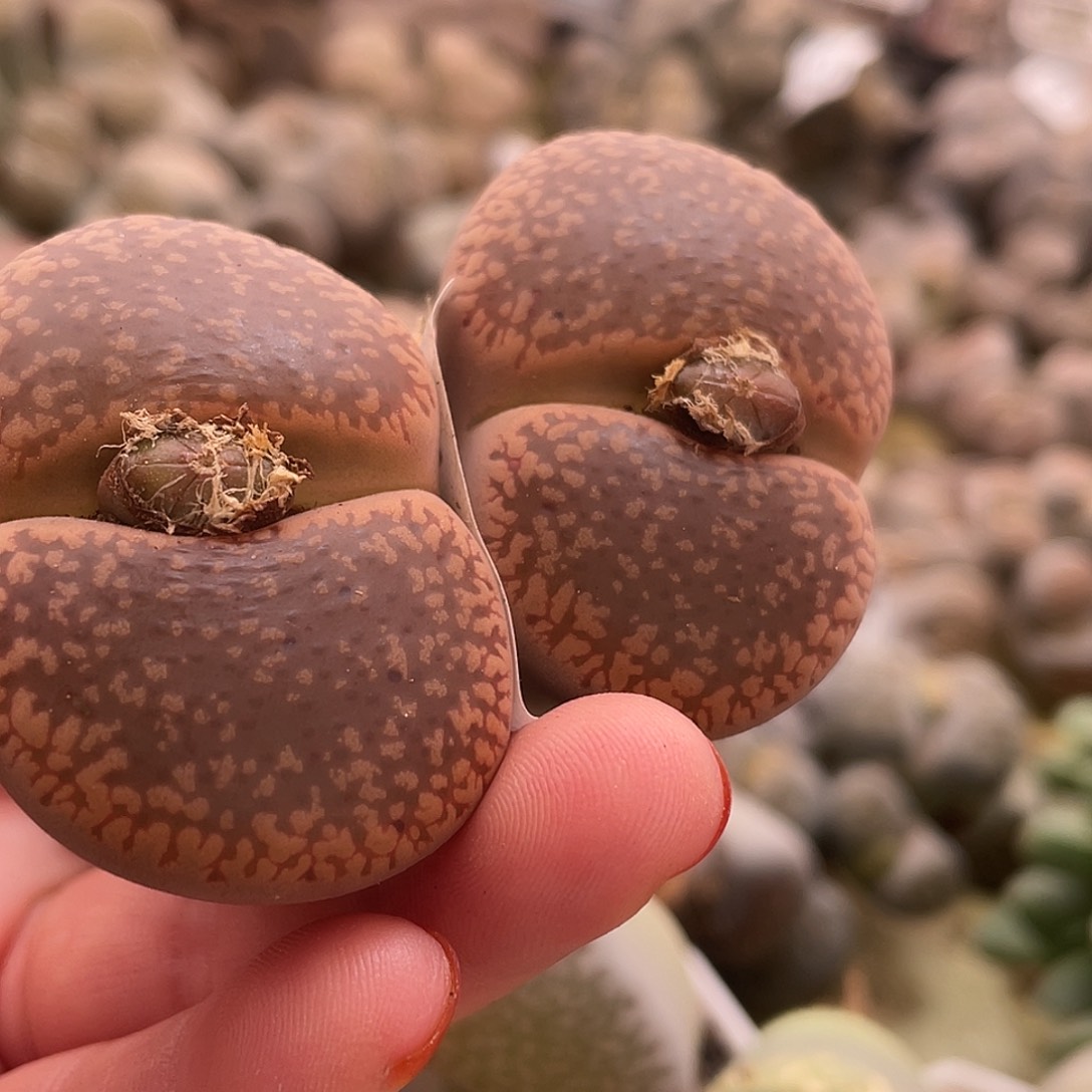 生石花一颗39700