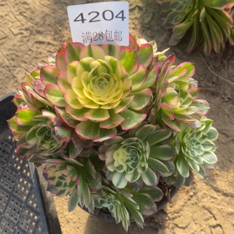 海王多肉多肉4204