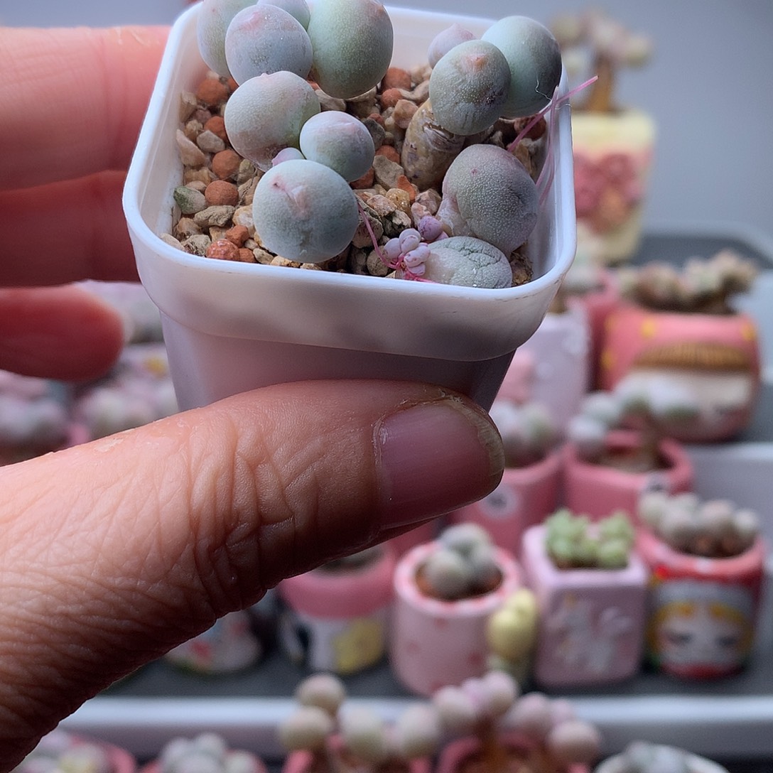 毛***儿米可奶酪带盆发货