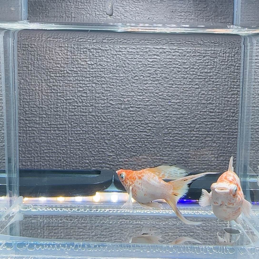 孔雀鱼樱花钻石眼