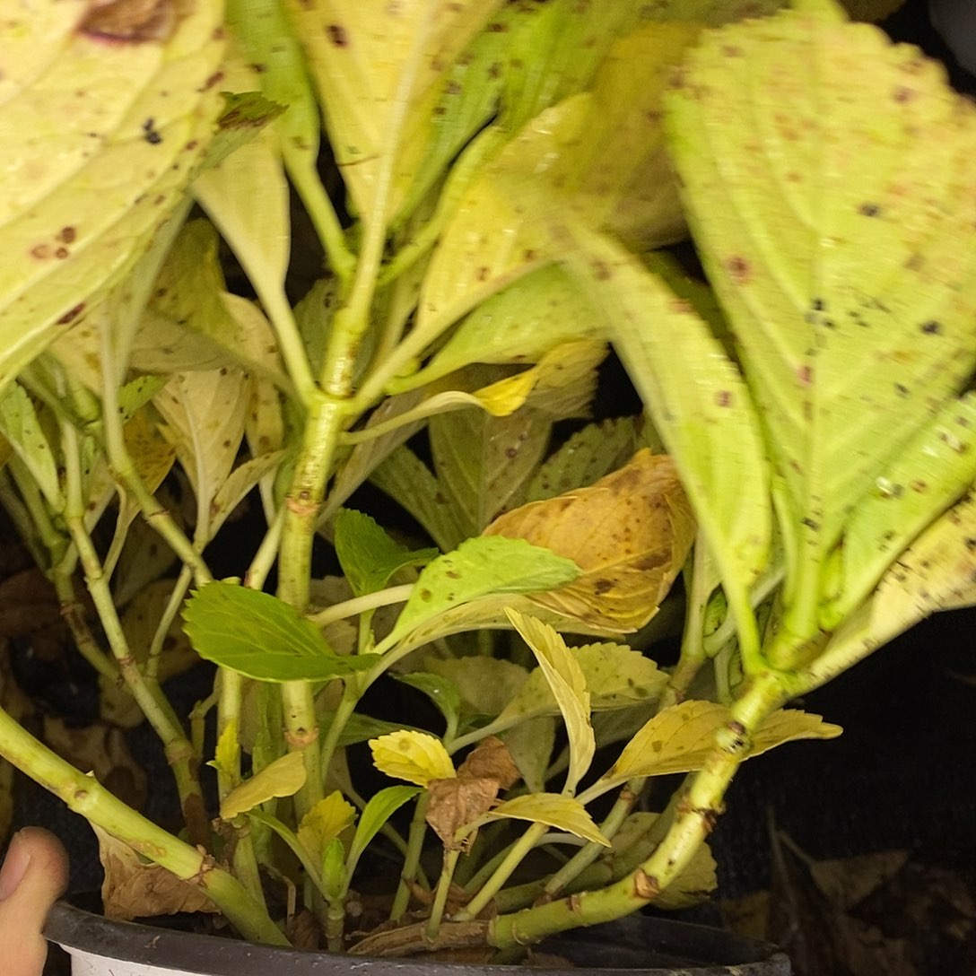 恹***雾当前无花栽培后可以开花150盆粉笔画1颗