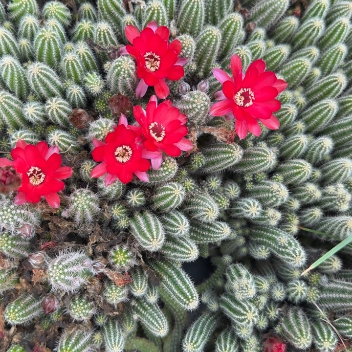 白檀仙人掌499侧芽一个