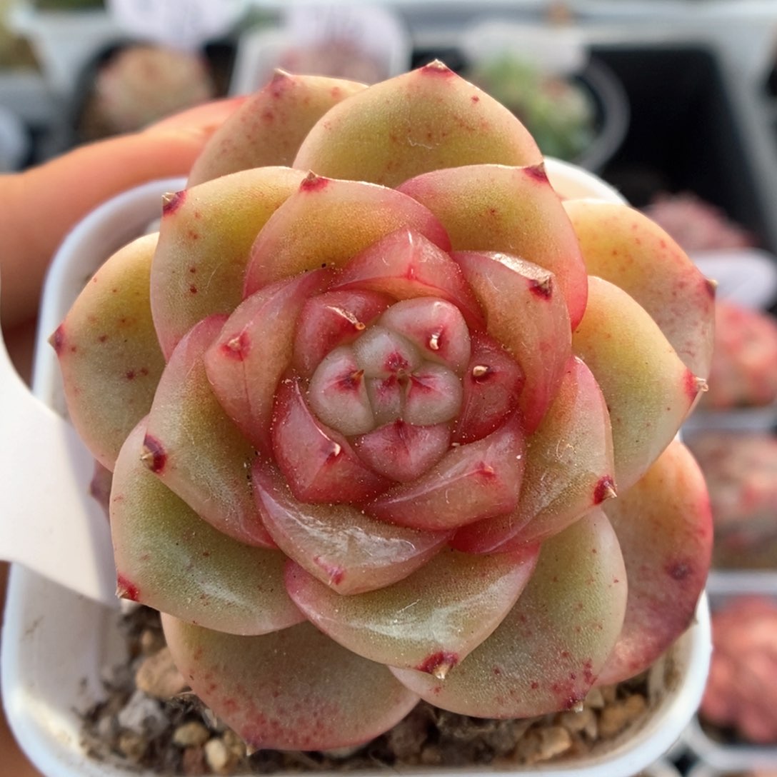 玉芷珍妮可拍549号。 