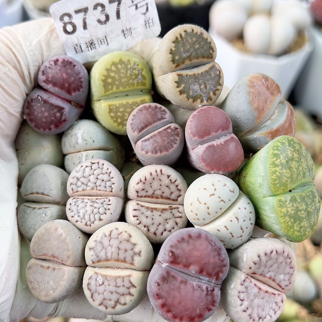 8737 好养易活生石花大母本17个2cm左右