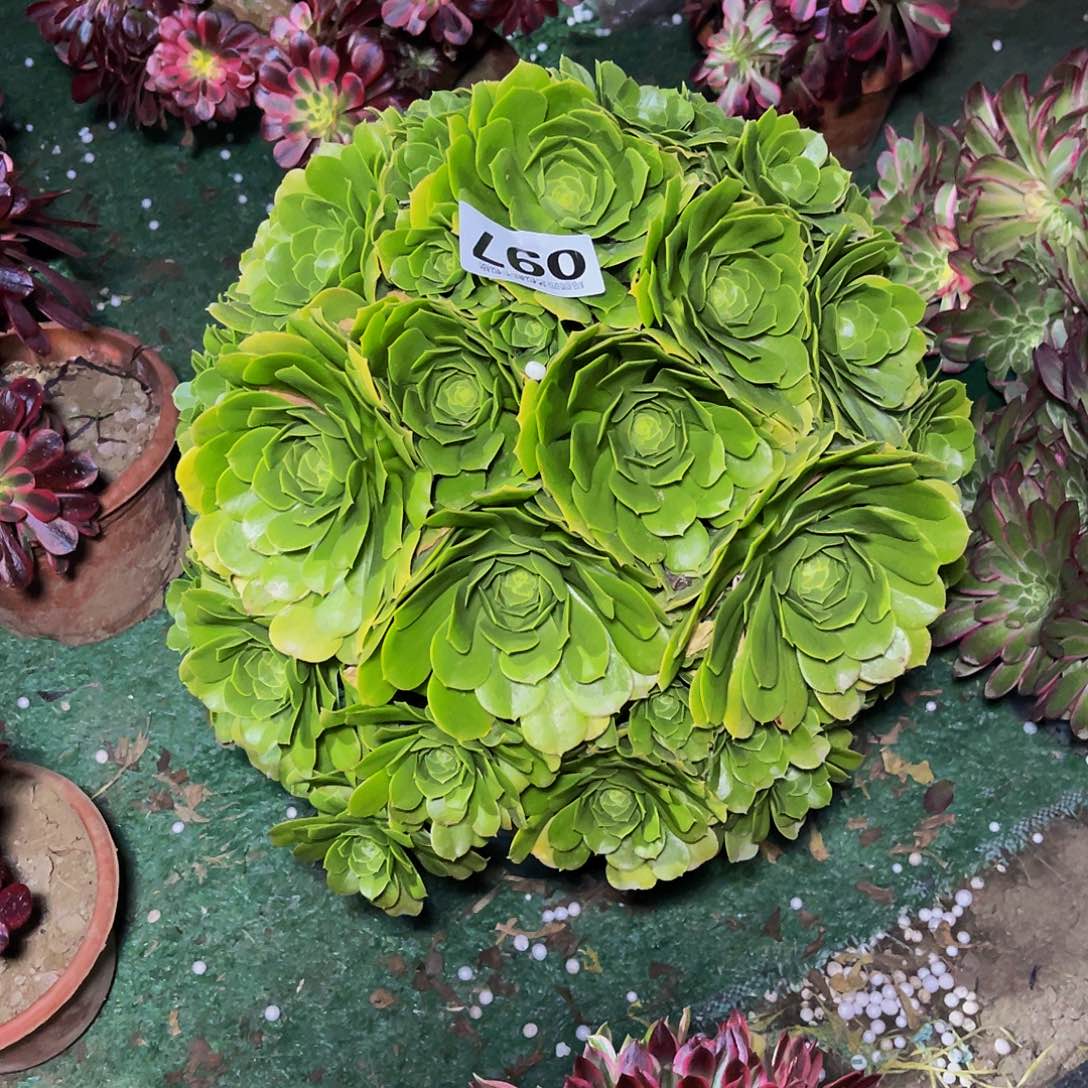 法师法师3-1包邮法师