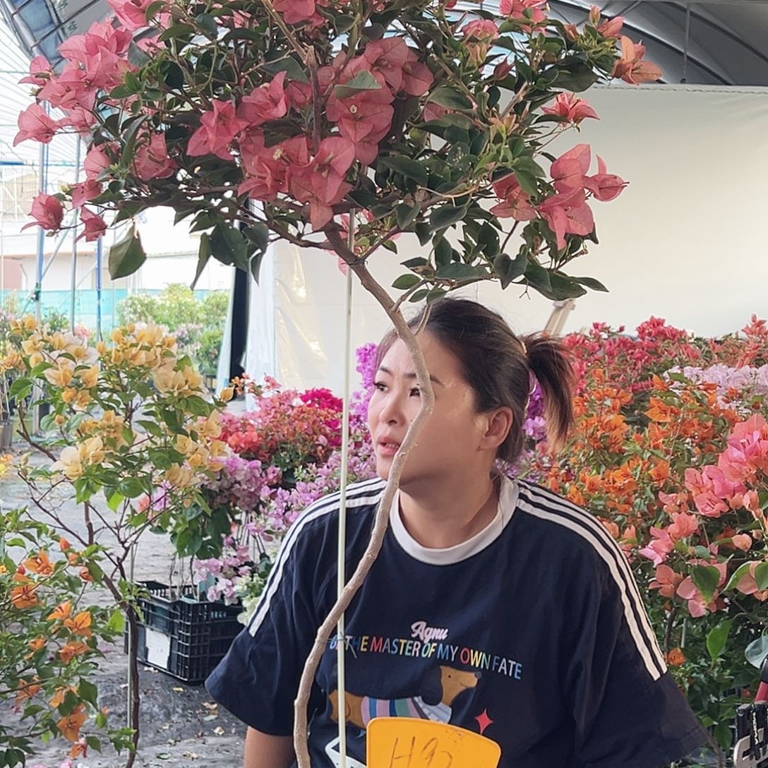 小***猪大部分花苞少量开放H92卡雅塔