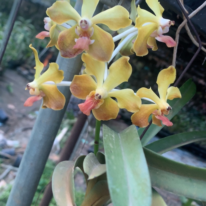 完全开放黄金香花彩虹万代兰无花成熟苗