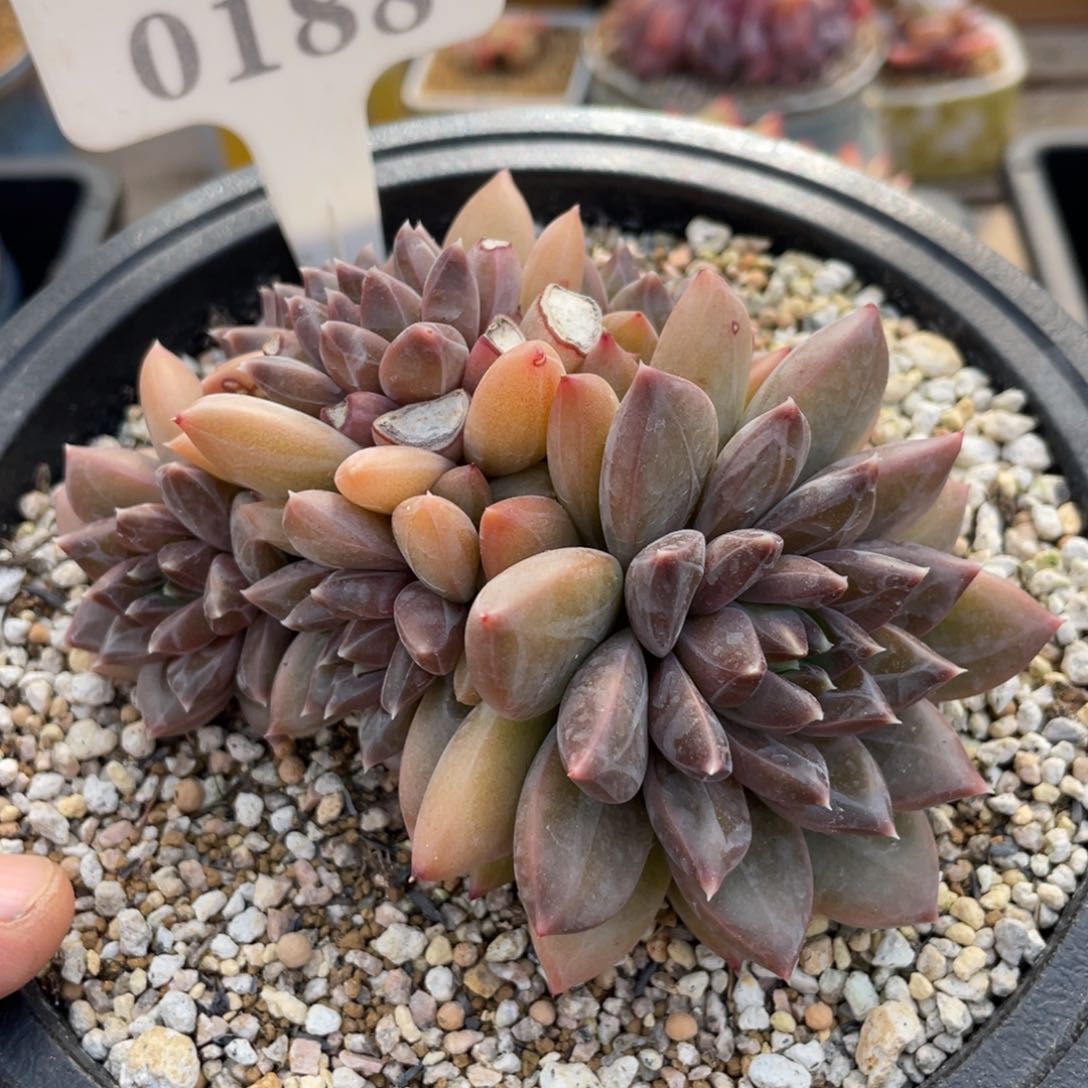 0188不认识不带盆10厘米