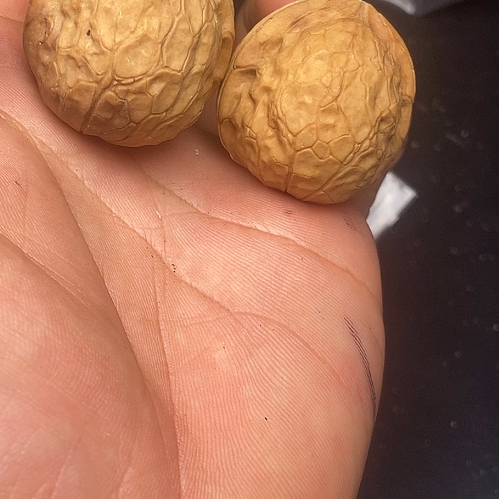 文玩核桃吊坠     121