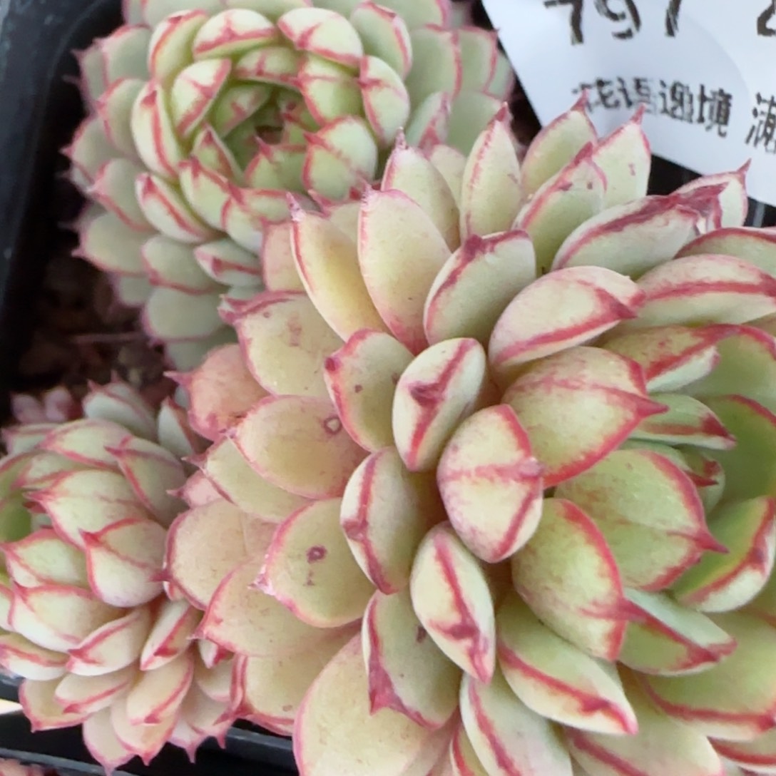 花语逸镜0204-797