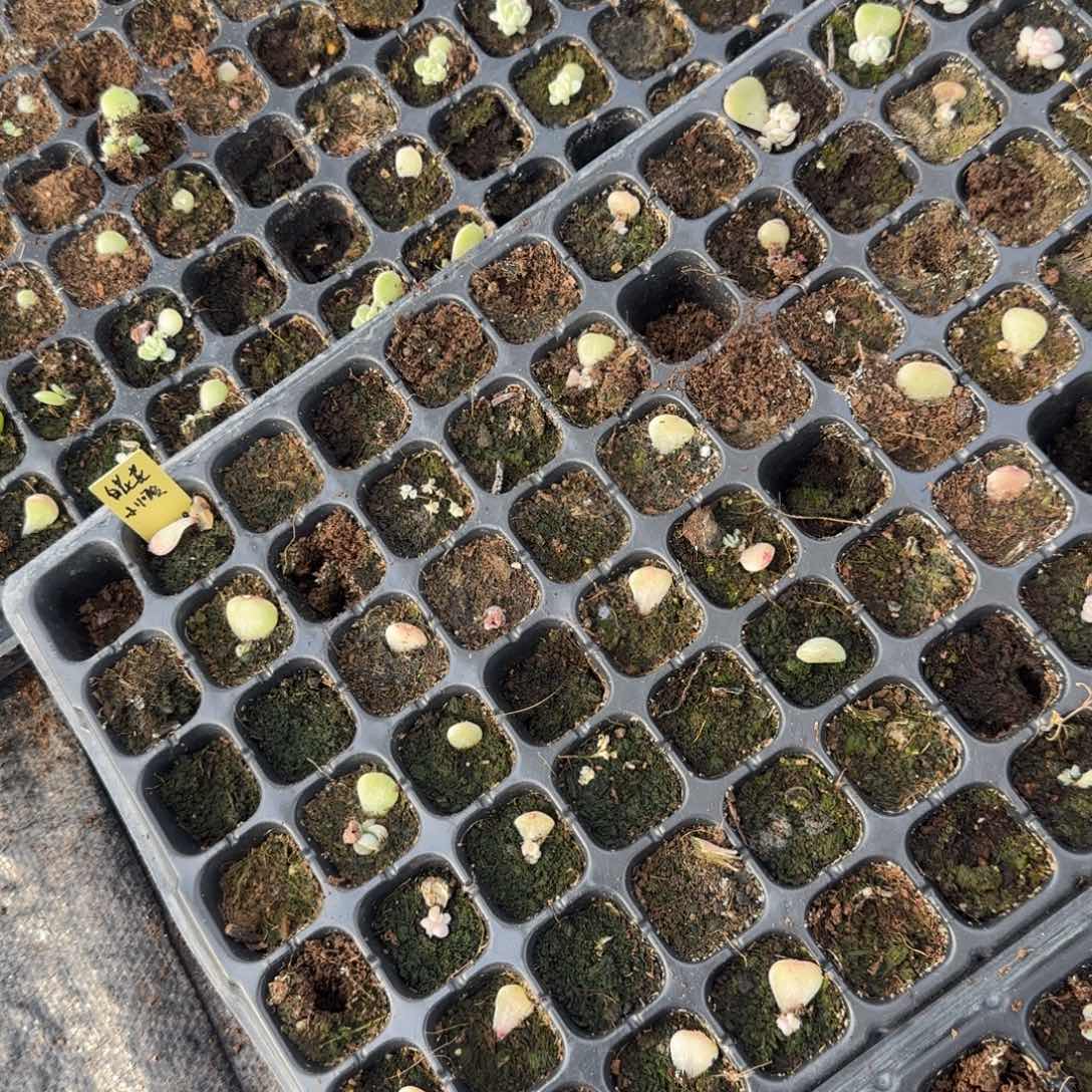 绿萌穴一个满25包邮