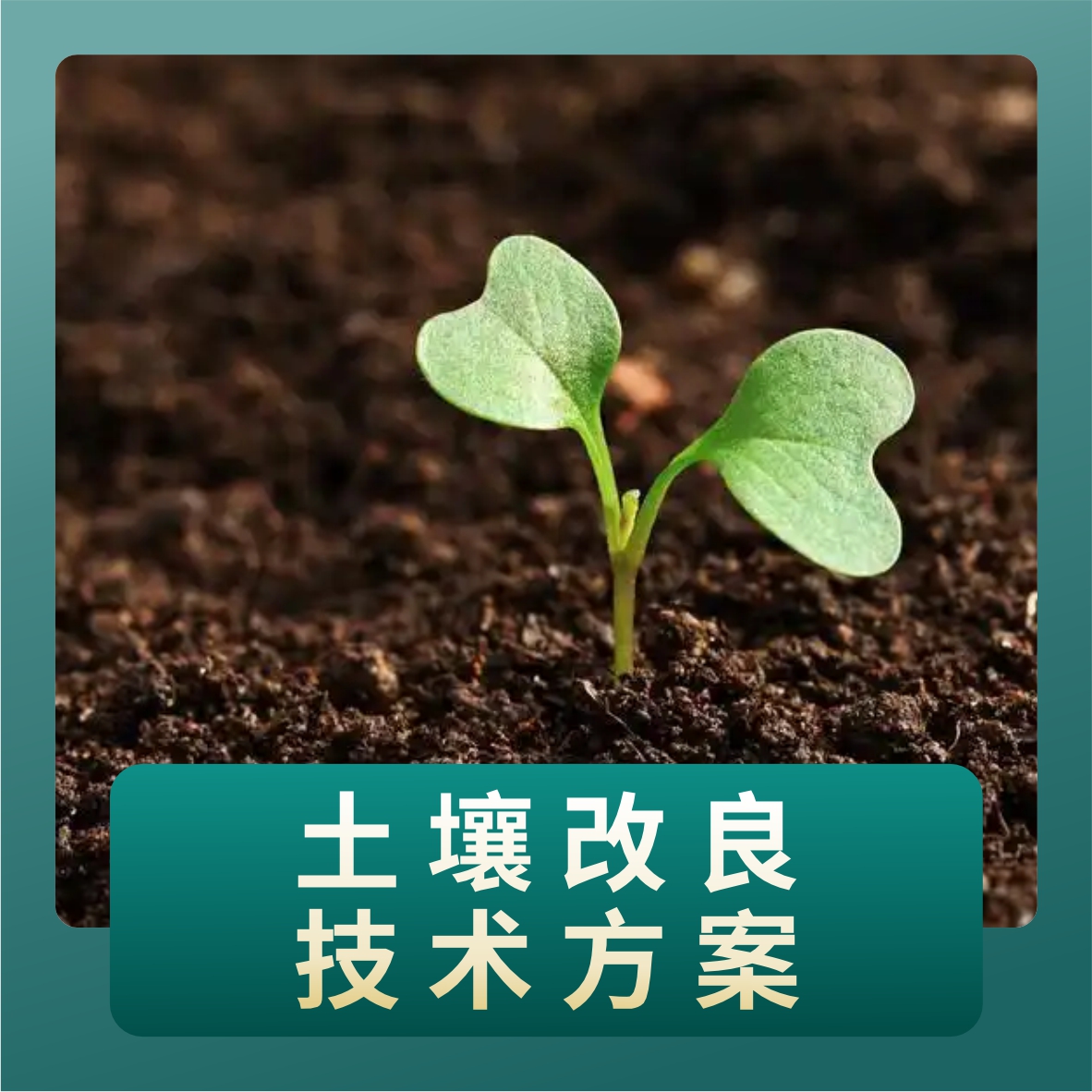 土壤改良技术方案