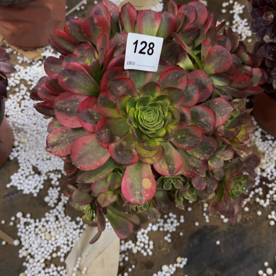 128奶白多肉植物法师