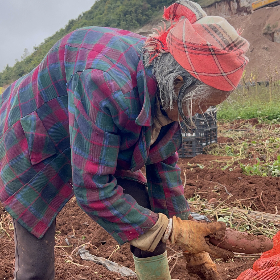 云南高原蜜薯板栗红薯榴莲薯红皮黄心粉糯香甜现挖现发
