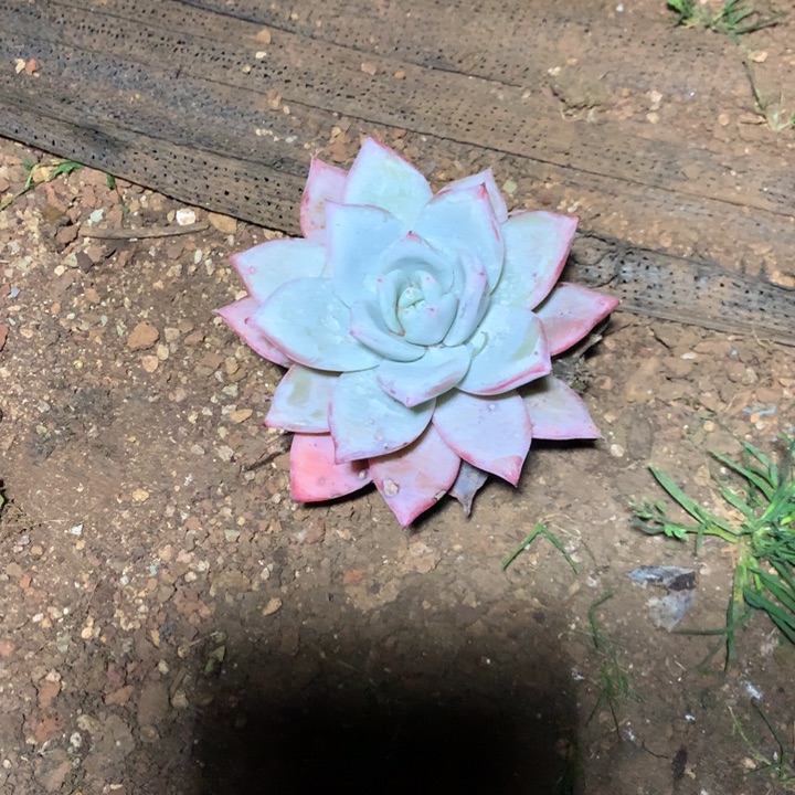 陈***及每周特价活动开始了