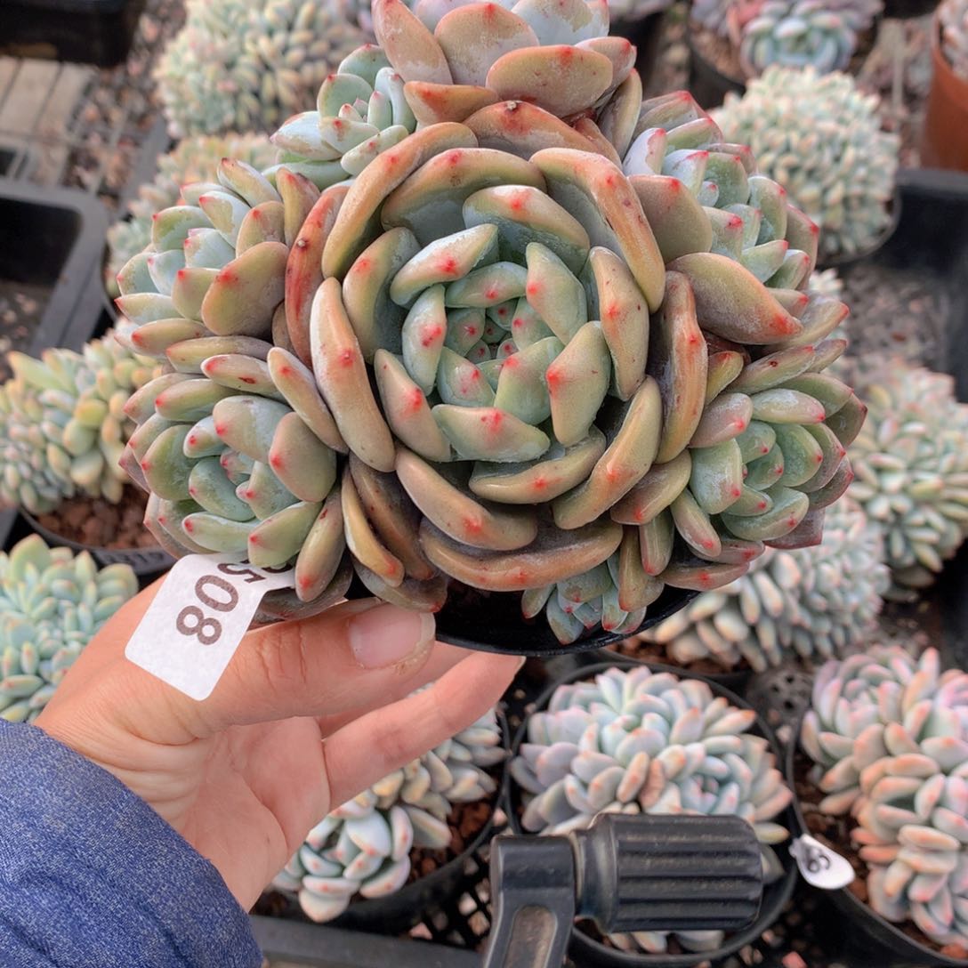 2508多头一个小孩子都要笑