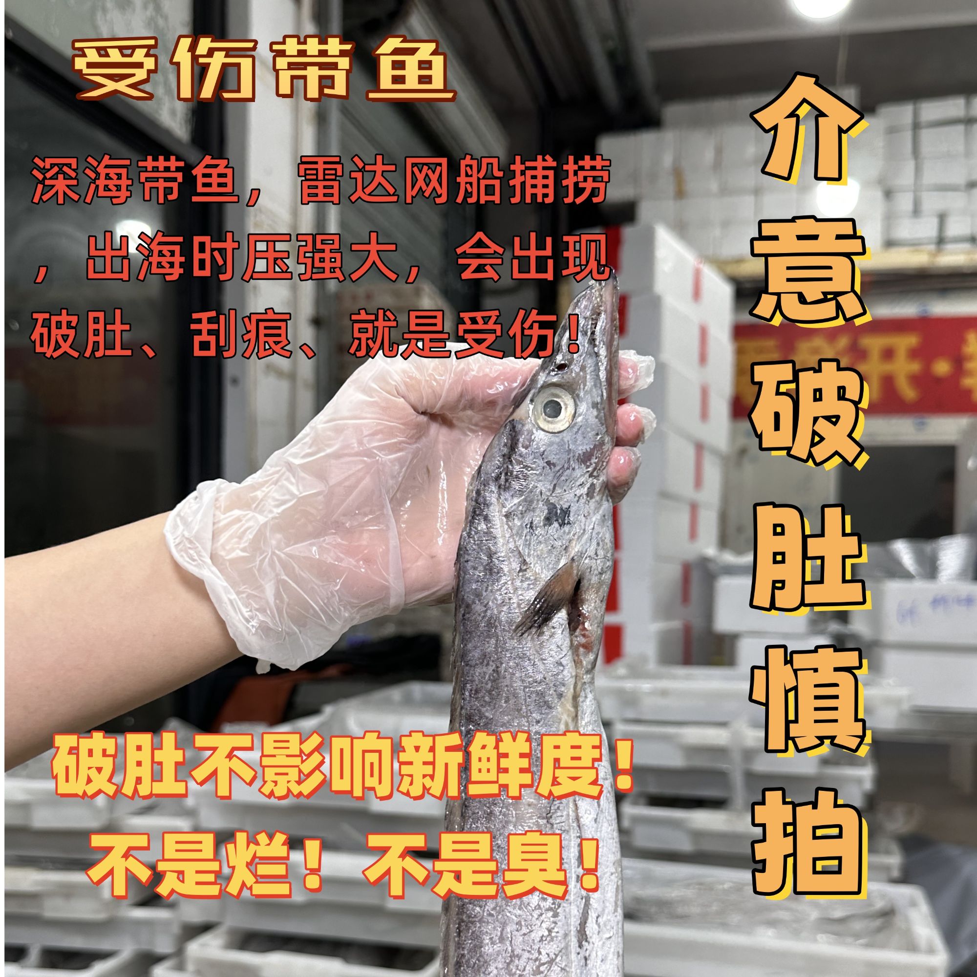 【现称受伤油带】自留囤货款！舟山本港油带！受伤带鱼介意慎拍！