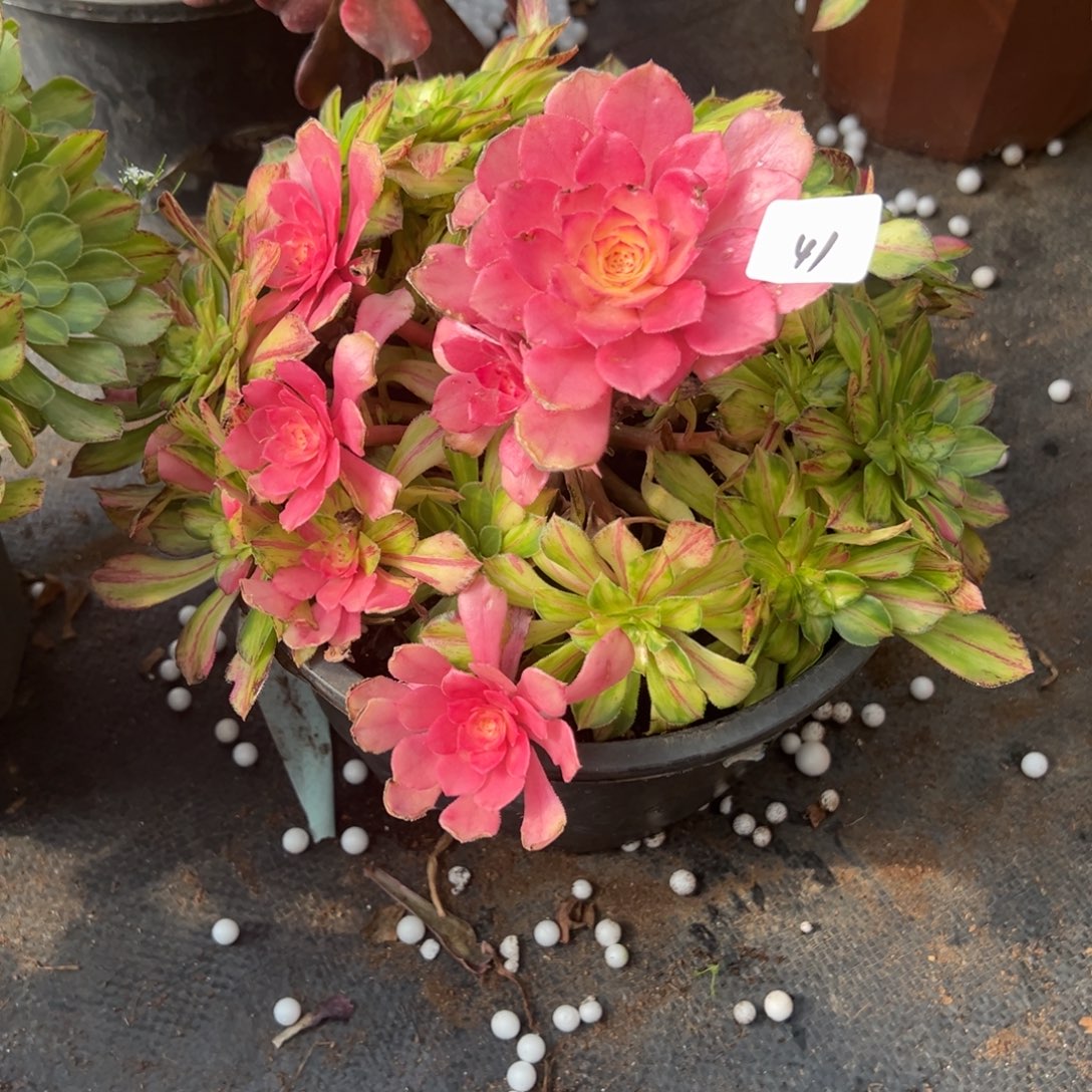 41知否多肉嘻嘻嘻嘻了