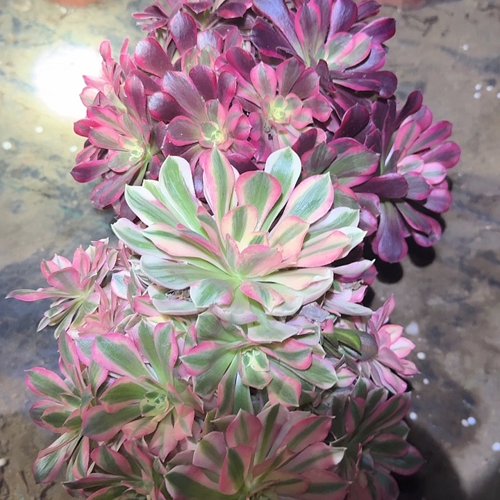 精品组合老桩亏本福利33