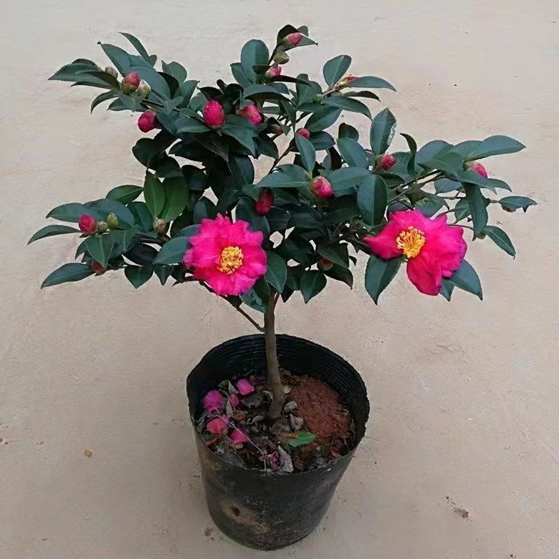 带花苞红茶梅盆栽树苗冬季耐寒四季常青适合室外庭院阳台