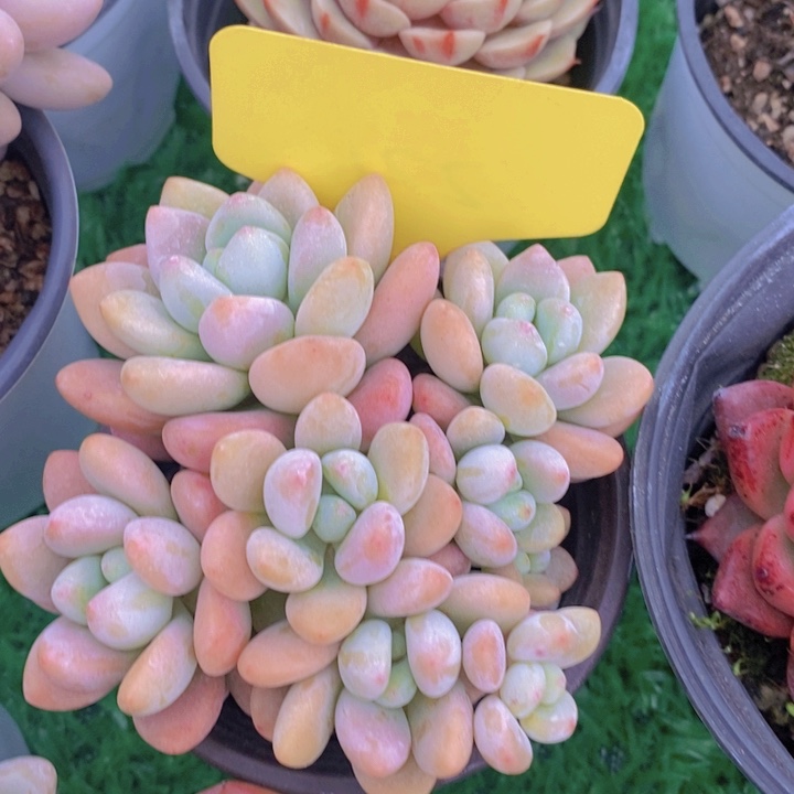 多肉植物，开心多肉，粉丝福利场