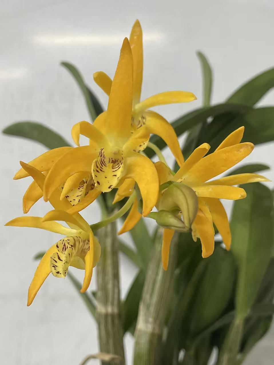 【黄鹤】稀缺石斛兰盆栽浓香新手好养（0度地区不拍保温冻坏不售后）