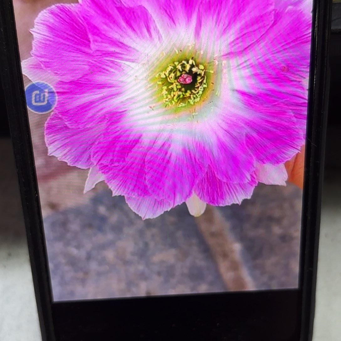 醉美人丽花侧牙20包邮仙人球