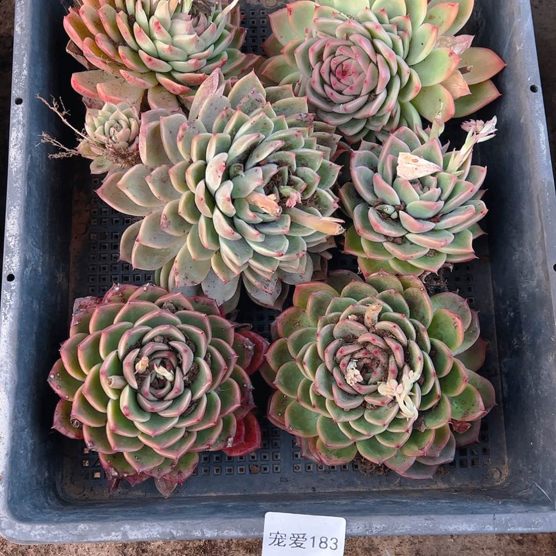 直播福利一物一拍183