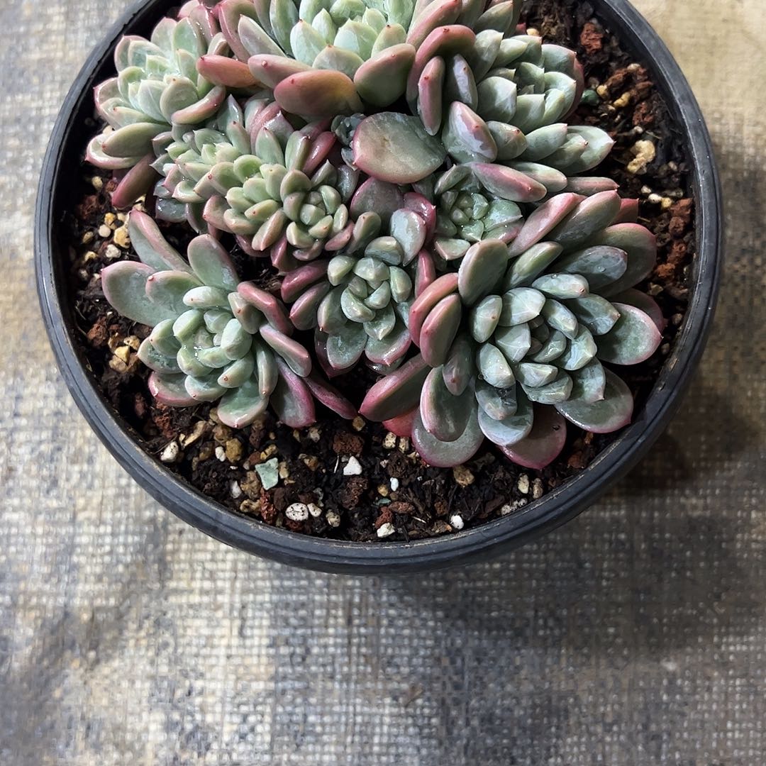 我***祁百达朵朵多肉植物