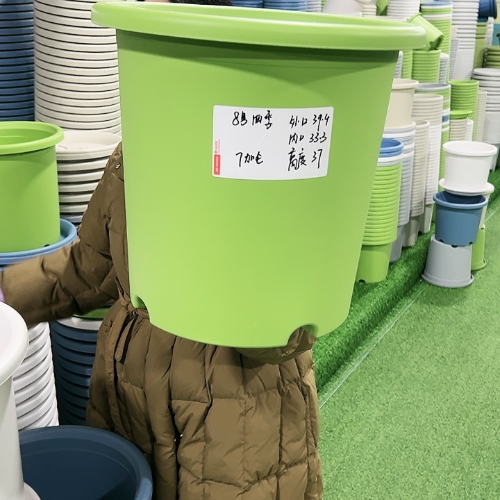 特价8号四季口39高37果绿5只无托