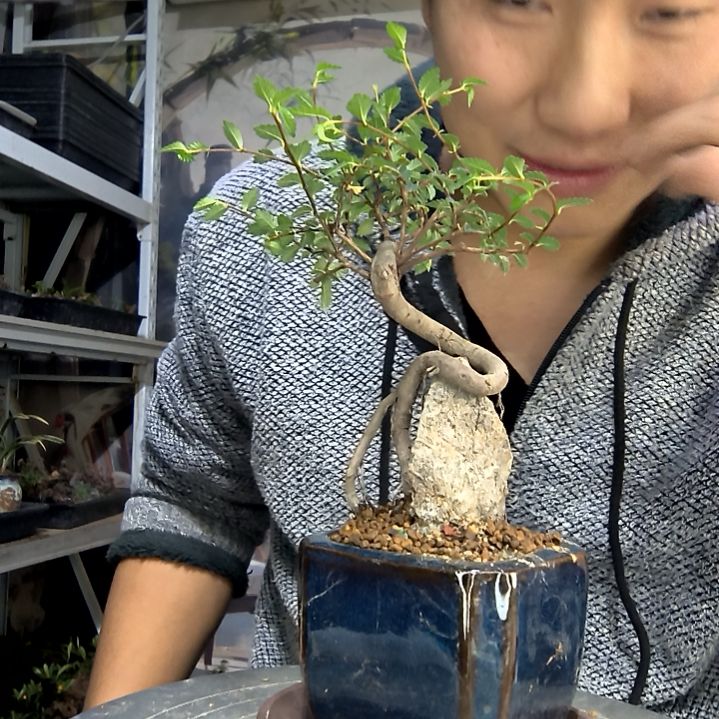 兴***隆中青园艺一物一拍花177