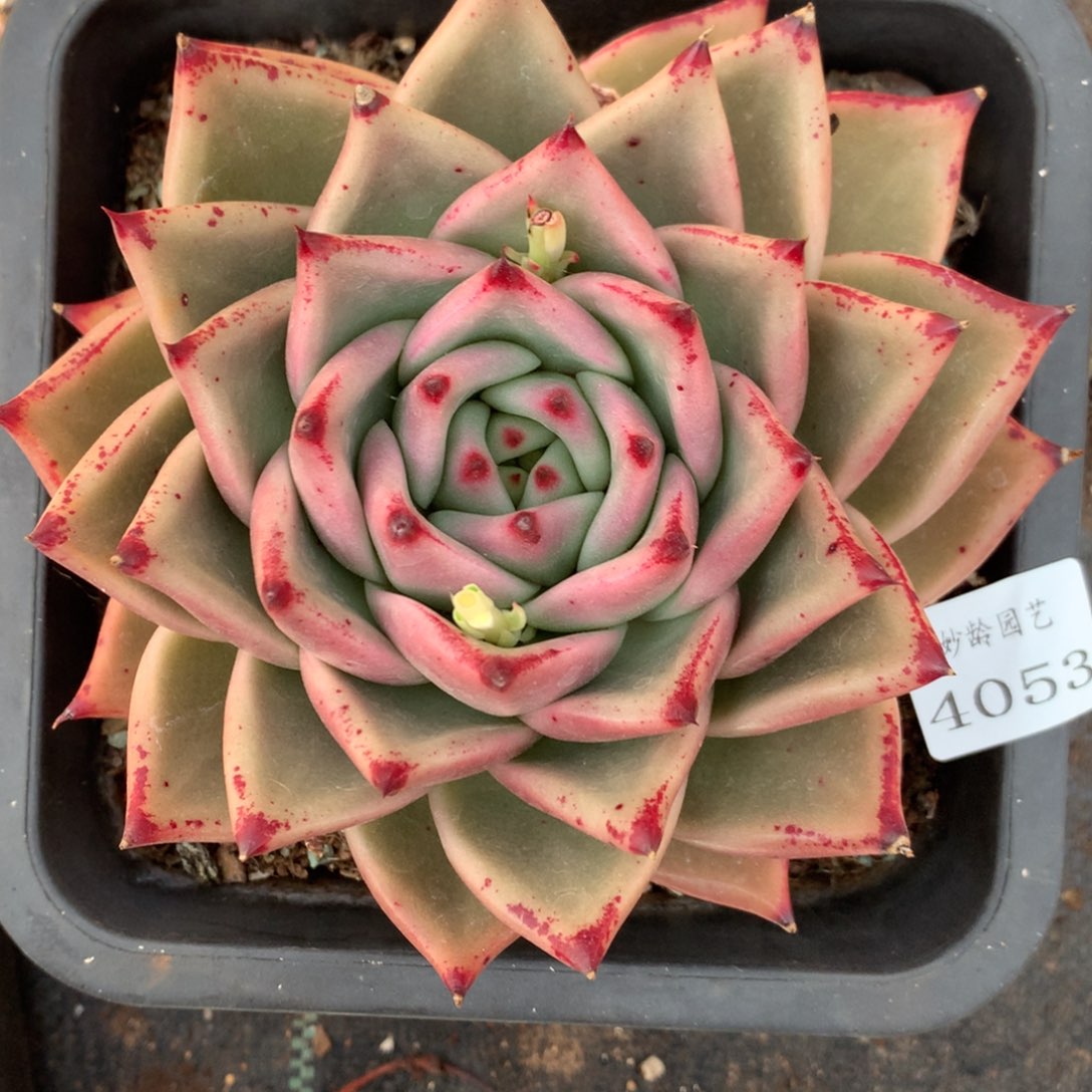 4053杂交精品基地13厘米