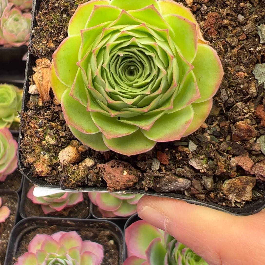 83号飞鱼—山地玫瑰