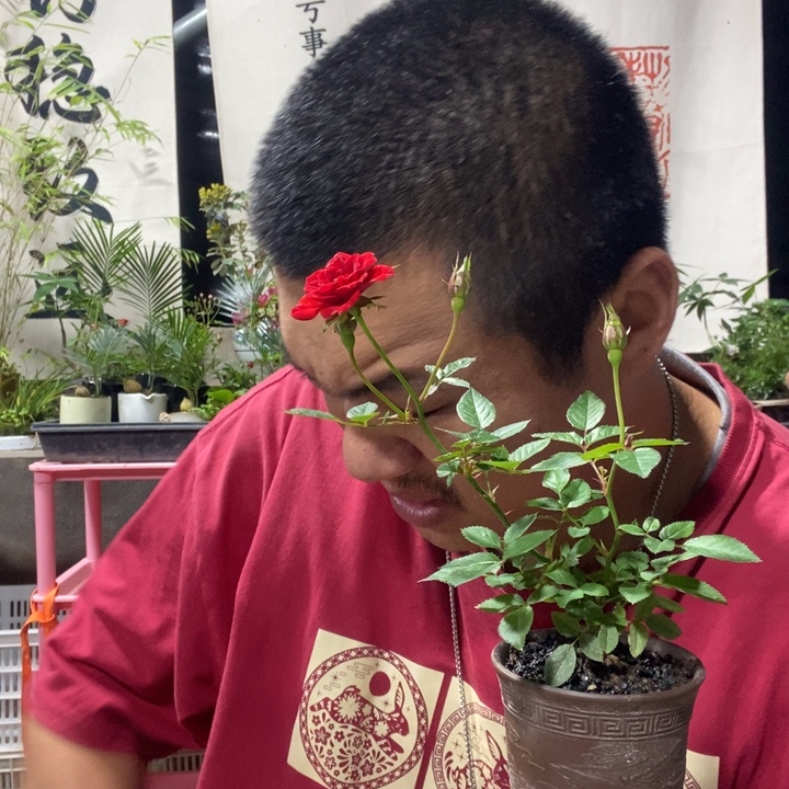 D****以实际为准盆景盆栽绿植11