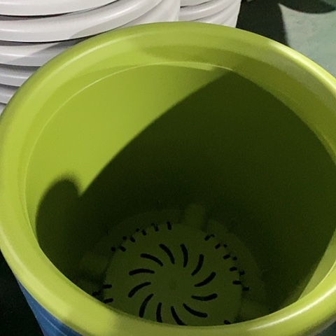 树脂四季8号微瑕果绿无托5个