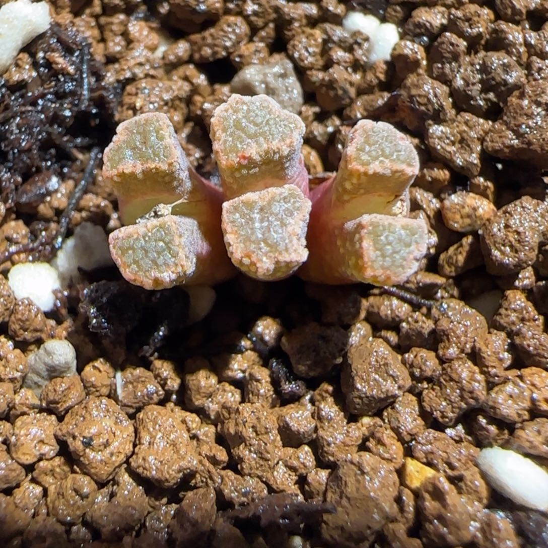 肉锥多肉植物组合-火柴1034