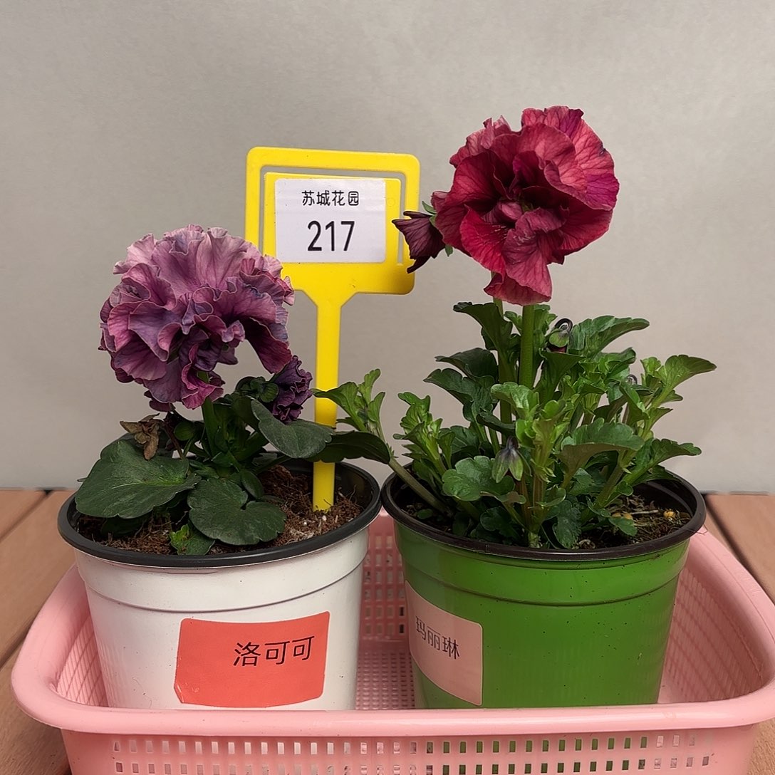 大部分开放少量花苞217