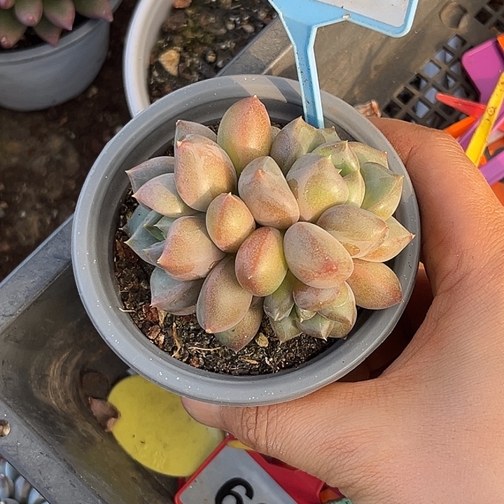 多肉植物红象牙556