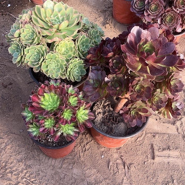 329多肉植物组合，