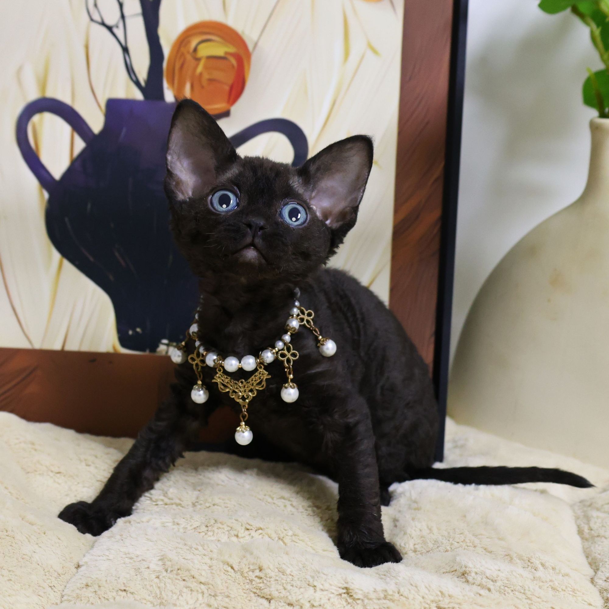 德文纯黑妹妹-豆丁